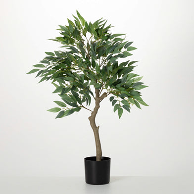 31" Potted Ruscus Tree