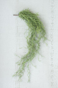 Hanging Green Moss